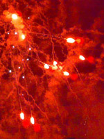 trpimir-ivsic-04.jpg