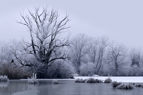 Savica Zimi © Davor Curić