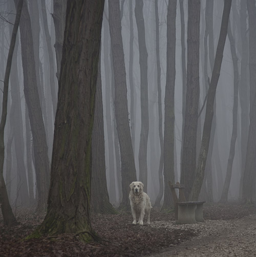 Magla © Maja Hrnjak