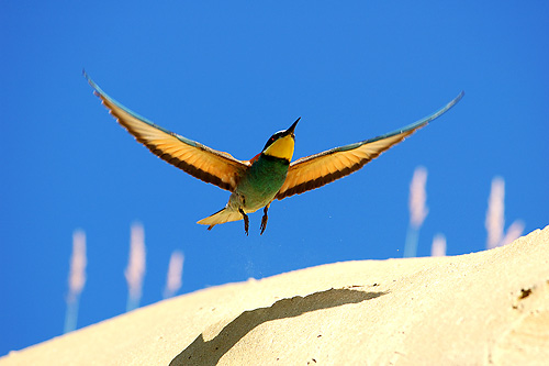 © Hrvoje Teo Oršanič