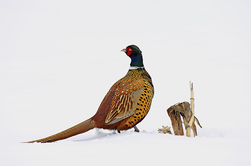 © Hrvoje Teo Oršanič