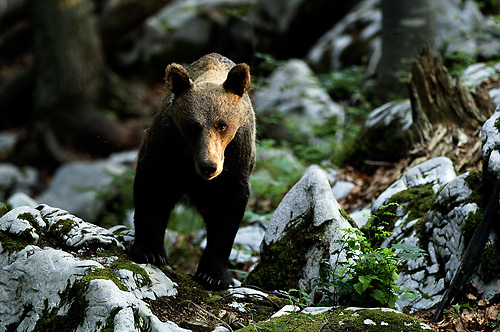 © Hrvoje Teo Oršanič