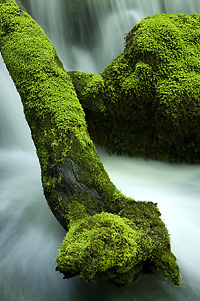 © Hrvoje Teo Oršanič