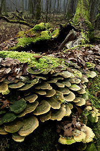 © Hrvoje Teo Oršanič