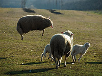 Sretna ovca © Gordan Panić