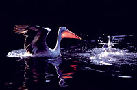 © Takashige Kumamoto