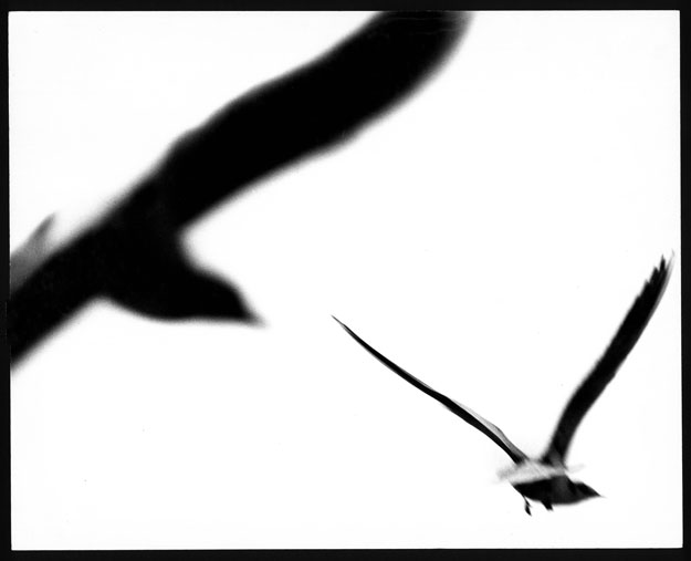 Studija No. 31 © Vladko Lozić