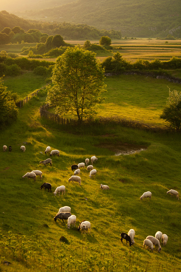 Ovčji raj - Marko Vrdoljak
