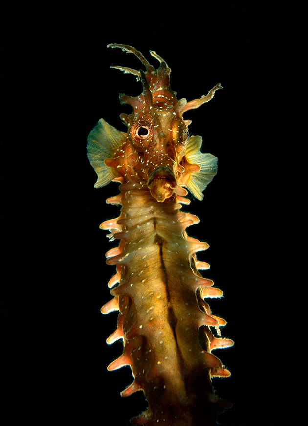 Portfolio - HEINZ TOPERCZER