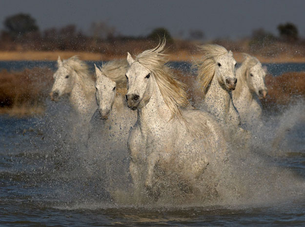 Five Go Mad In The Camargues by Austin Thomas